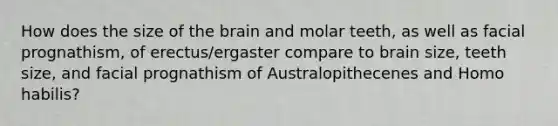 How does the size of the brain and molar teeth, as well as facial prognathism, of erectus/ergaster compare to brain size, teeth size, and facial prognathism of Australopithecenes and Homo habilis?