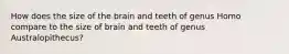 How does the size of the brain and teeth of genus Homo compare to the size of brain and teeth of genus Australopithecus?