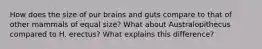 How does the size of our brains and guts compare to that of other mammals of equal size? What about Australopithecus compared to H. erectus? What explains this difference?