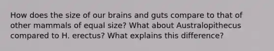 How does the size of our brains and guts compare to that of other mammals of equal size? What about Australopithecus compared to H. erectus? What explains this difference?