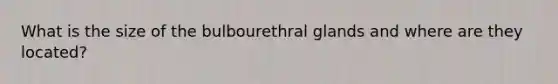 What is the size of the bulbourethral glands and where are they located?