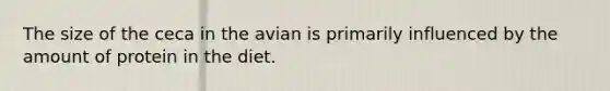 The size of the ceca in the avian is primarily influenced by the amount of protein in the diet.