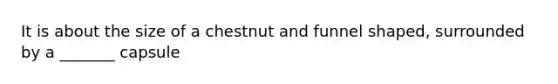 It is about the size of a chestnut and funnel shaped, surrounded by a _______ capsule