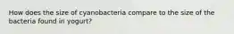 How does the size of cyanobacteria compare to the size of the bacteria found in yogurt?