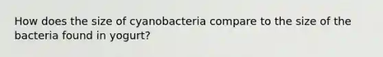 How does the size of cyanobacteria compare to the size of the bacteria found in yogurt?