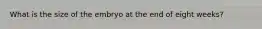What is the size of the embryo at the end of eight weeks?