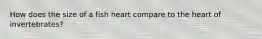 How does the size of a fish heart compare to the heart of invertebrates?