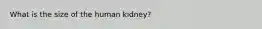 What is the size of the human kidney?