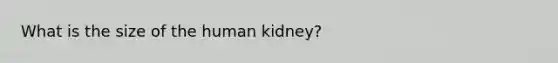 What is the size of the human kidney?