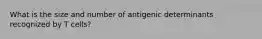 What is the size and number of antigenic determinants recognized by T cells?