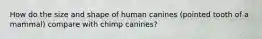 How do the size and shape of human canines (pointed tooth of a mammal) compare with chimp canines?