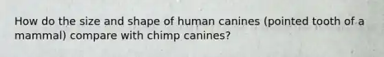 How do the size and shape of human canines (pointed tooth of a mammal) compare with chimp canines?