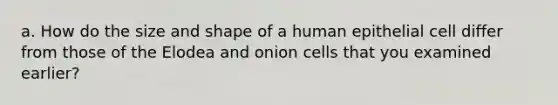 a. How do the size and shape of a human epithelial cell differ from those of the Elodea and onion cells that you examined earlier?