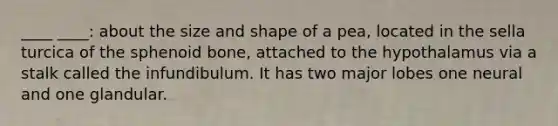 ____ ____: about the size and shape of a pea, located in the sella turcica of the sphenoid bone, attached to the hypothalamus via a stalk called the infundibulum. It has two major lobes one neural and one glandular.