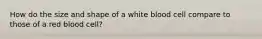 How do the size and shape of a white blood cell compare to those of a red blood cell?