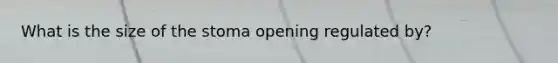 What is the size of the stoma opening regulated by?