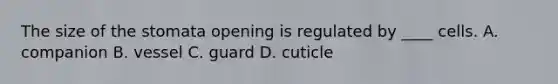 The size of the stomata opening is regulated by ____ cells. A. companion B. vessel C. guard D. cuticle