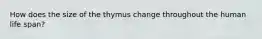 How does the size of the thymus change throughout the human life span?