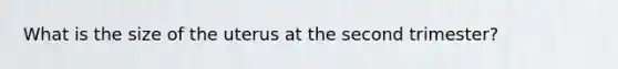 What is the size of the uterus at the second trimester?