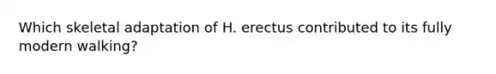 Which skeletal adaptation of H. erectus contributed to its fully modern walking?