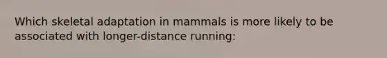 Which skeletal adaptation in mammals is more likely to be associated with longer-distance running: