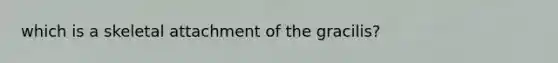 which is a skeletal attachment of the gracilis?