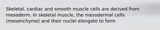 Skeletal, cardiac and smooth muscle cells are derived from mesoderm. In skeletal muscle, the mesodermal cells (mesenchyme) and their nuclei elongate to form