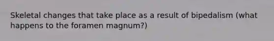 Skeletal changes that take place as a result of bipedalism (what happens to the foramen magnum?)