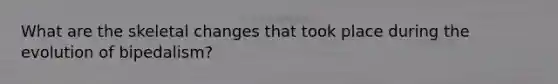 What are the skeletal changes that took place during the evolution of bipedalism?