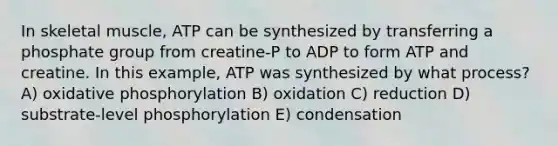 In skeletal muscle, ATP can be synthesized by transferring a phosphate group from creatine-P to ADP to form ATP and creatine. In this example, ATP was synthesized by what process? A) oxidative phosphorylation B) oxidation C) reduction D) substrate-level phosphorylation E) condensation