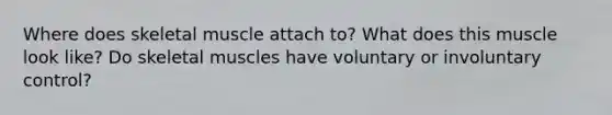 Where does skeletal muscle attach to? What does this muscle look like? Do skeletal muscles have voluntary or involuntary control?