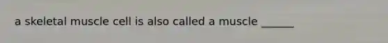 a skeletal muscle cell is also called a muscle ______