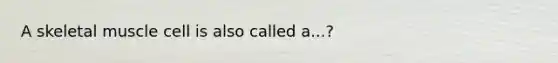 A skeletal muscle cell is also called a...?