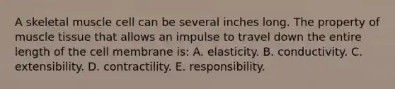 A skeletal muscle cell can be several inches long. The property of muscle tissue that allows an impulse to travel down the entire length of the cell membrane is: A. elasticity. B. conductivity. C. extensibility. D. contractility. E. responsibility.