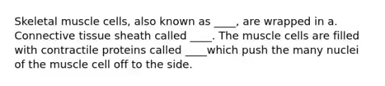 Skeletal muscle cells, also known as ____, are wrapped in a. Connective tissue sheath called ____. The muscle cells are filled with contractile proteins called ____which push the many nuclei of the muscle cell off to the side.