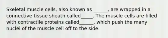 Skeletal muscle cells, also known as ______, are wrapped in a connective tissue sheath called_____. The muscle cells are filled with contractile proteins called______, which push the many nuclei of the muscle cell off to the side.