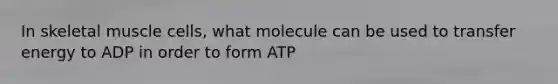 In skeletal muscle cells, what molecule can be used to transfer energy to ADP in order to form ATP