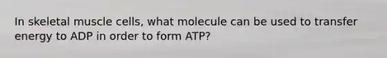 In skeletal muscle cells, what molecule can be used to transfer energy to ADP in order to form ATP?