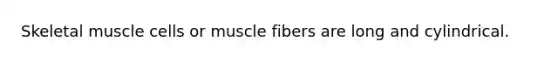 Skeletal muscle cells or muscle fibers are long and cylindrical.