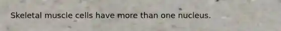 Skeletal muscle cells have more than one nucleus.