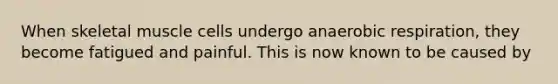 When skeletal muscle cells undergo anaerobic respiration, they become fatigued and painful. This is now known to be caused by