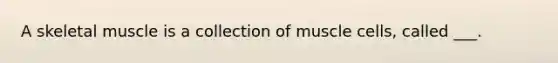 A skeletal muscle is a collection of muscle cells, called ___.