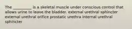 The __________ is a skeletal muscle under conscious control that allows urine to leave the bladder. external urethral sphincter external urethral orifice prostatic urethra internal urethral sphincter