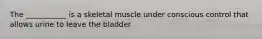 The ___________ is a skeletal muscle under conscious control that allows urine to leave the bladder