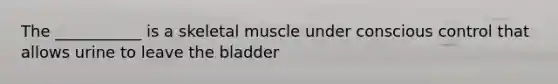 The ___________ is a skeletal muscle under conscious control that allows urine to leave the bladder