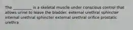 The __________ is a skeletal muscle under conscious control that allows urine to leave the bladder. external urethral sphincter internal urethral sphincter external urethral orifice prostatic urethra