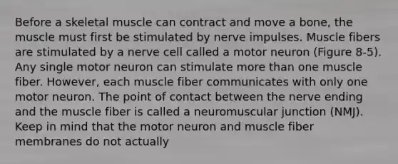 Before a skeletal muscle can contract and move a bone, the muscle must first be stimulated by nerve impulses. Muscle fibers are stimulated by a nerve cell called a motor neuron (Figure 8-5). Any single motor neuron can stimulate more than one muscle fiber. However, each muscle fiber communicates with only one motor neuron. The point of contact between the nerve ending and the muscle fiber is called a neuromuscular junction (NMJ). Keep in mind that the motor neuron and muscle fiber membranes do not actually