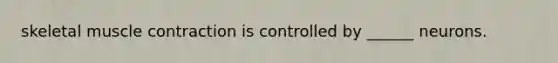 skeletal muscle contraction is controlled by ______ neurons.