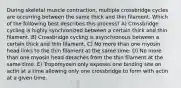 During skeletal muscle contraction, multiple crossbridge cycles are occurring between the same thick and thin filament. Which of the following best describes this process? A) Crossbridge cycling is highly synchronized between a certain thick and thin filament. B) Crossbridge cycling is asynchronous between a certain thick and thin filament. C) No more than one myosin head links to the thin filament at the same time. D) No more than one myosin head detaches from the thin filament at the same time. E) Tropomyosin only exposes one binding site on actin at a time allowing only one crossbridge to form with actin at a given time.