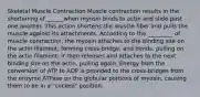 Skeletal Muscle Contraction Muscle contraction results in the shortening of ______when myosin binds to actin and slide past one another. This action shortens the muscle fiber and pulls the muscle against its attachments. According to the _________ of muscle contraction, the myosin attaches to the binding site on the actin filament, forming cross-bridge, and bends, pulling on the actin filament; it then releases and attaches to the next binding site on the actin, pulling again. Energy from the conversion of ATP to ADP is provided to the cross-bridges from the enzyme ATPase on the globular portions of myosin, causing them to be in a "cocked" position.